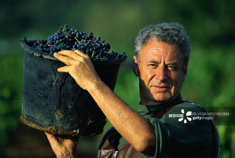 提着一桶葡萄的采摘者图片素材
