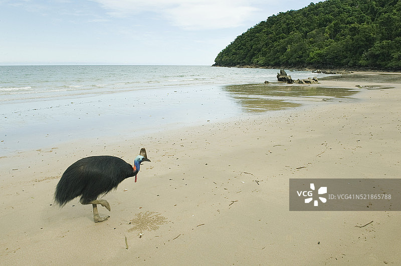 在因尼斯费尔附近海滩上的南方食火鸡图片素材