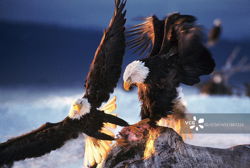 阿拉斯加的鲑鱼图片素材