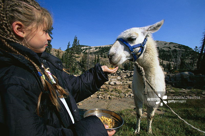 女孩喂美洲驼图片素材