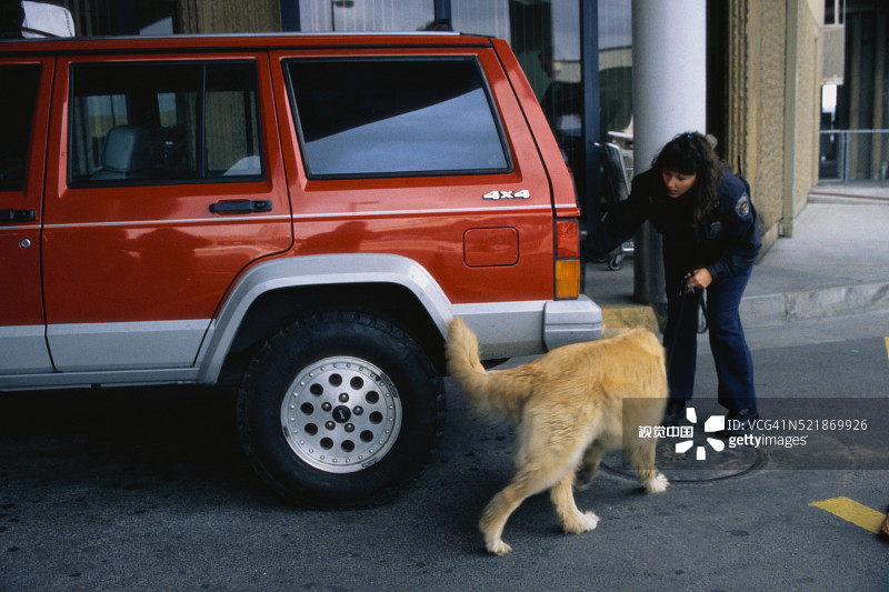 缉毒犬嗅汽车图片素材