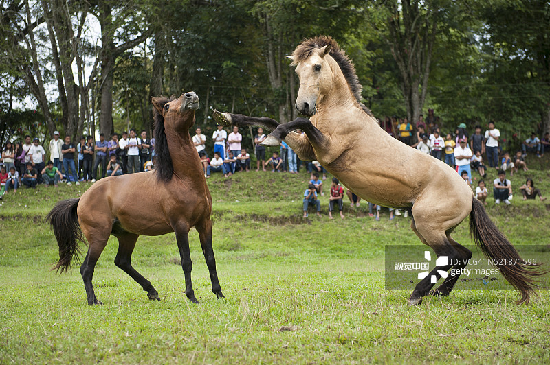两匹骏马在众人围观下争斗图片素材