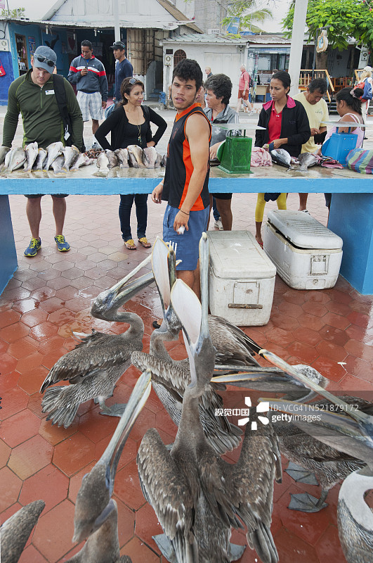 鱼市场乞讨的棕色鹈鹕，阿约拉港，加拉帕戈斯群岛图片素材