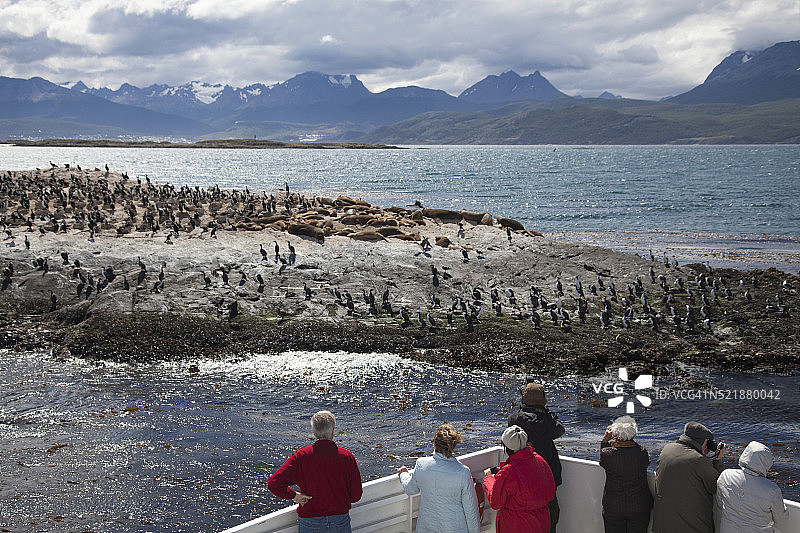 观光船上的乘客欣赏比格尔海峡岛屿上的鸬鹚和海豹图片素材