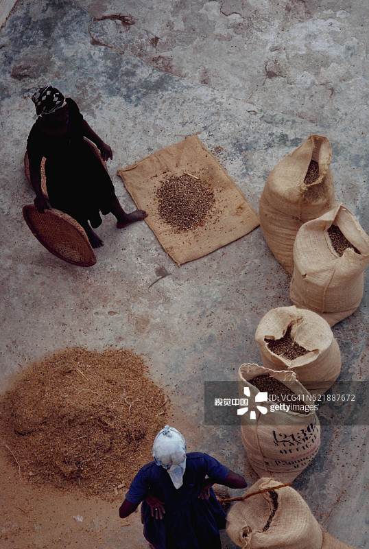 手持咖啡豆的海地妇女图片素材