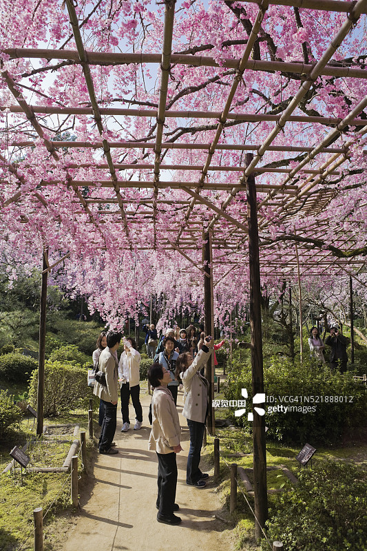 游客在平安神宫盛开的樱花树下图片素材
