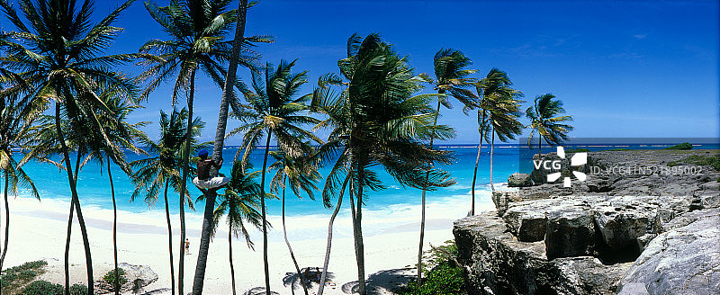 在Bottom Bay海滩攀爬椰子树的男人全景图片素材