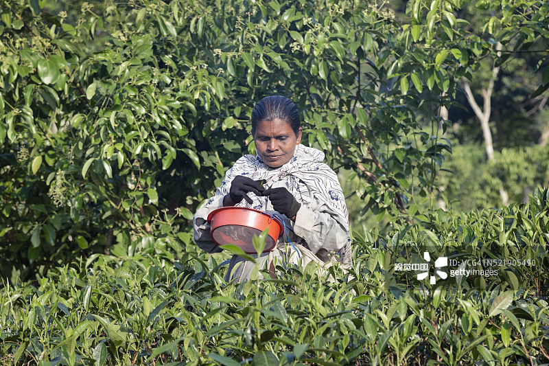 汉杜努戈达茶园的戴手套采茶工，采摘白毫银针。阿杭格默，斯里兰卡图片素材