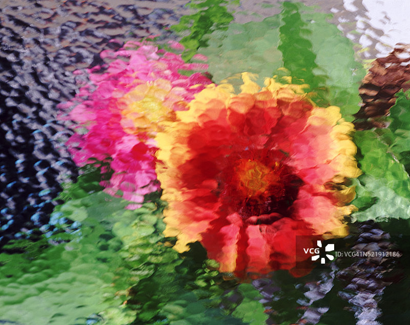 水中鲜花的倒影图片素材