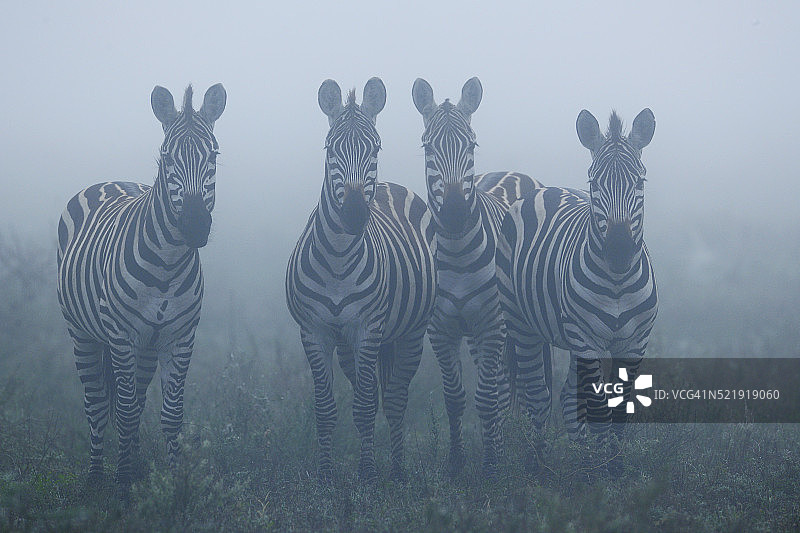 晨雾中的斑马图片素材