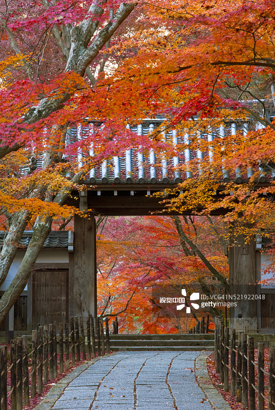 日本京都光明寺：秋叶掩映下的传统木制瓦顶门楼（长焦镜头）图片素材