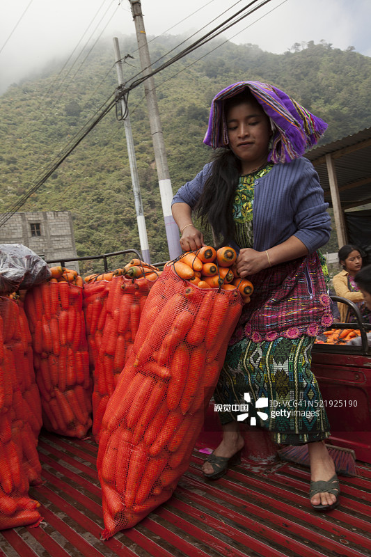 拔胡萝卜图片素材