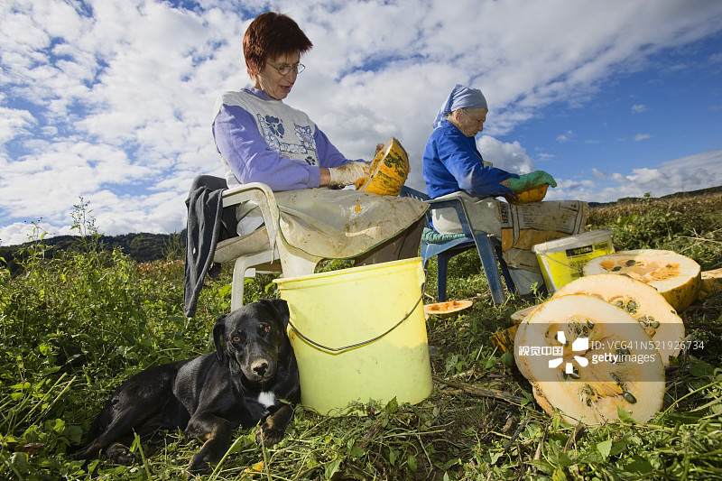 在奥地利施蒂利亚刮南瓜籽的妇女图片素材