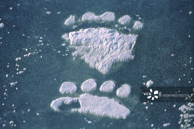 动物足迹图片素材