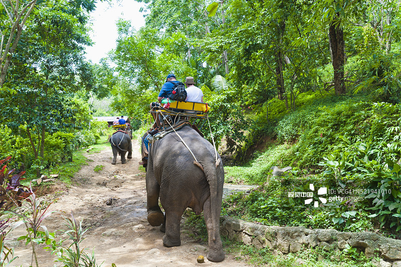 泰国普吉岛骑大象体验图片素材