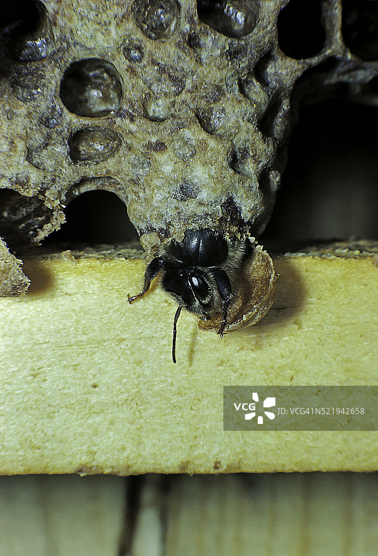 意大利蜜蜂：蜂王从蜂王台中孵化图片素材