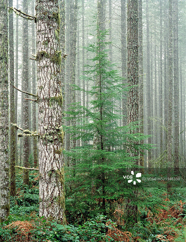 西部铁杉，美国俄勒冈州林恩县蟹树谷图片素材
