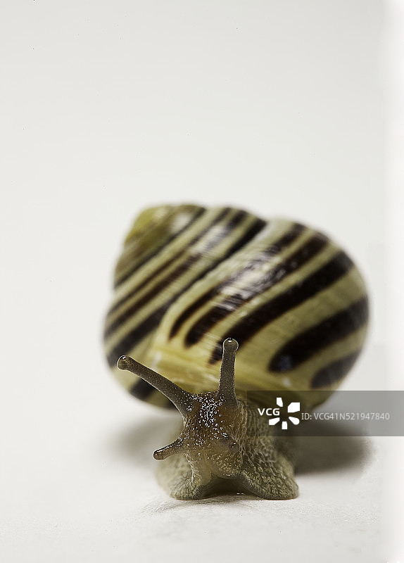 白唇蜗牛，花园蜗牛图片素材
