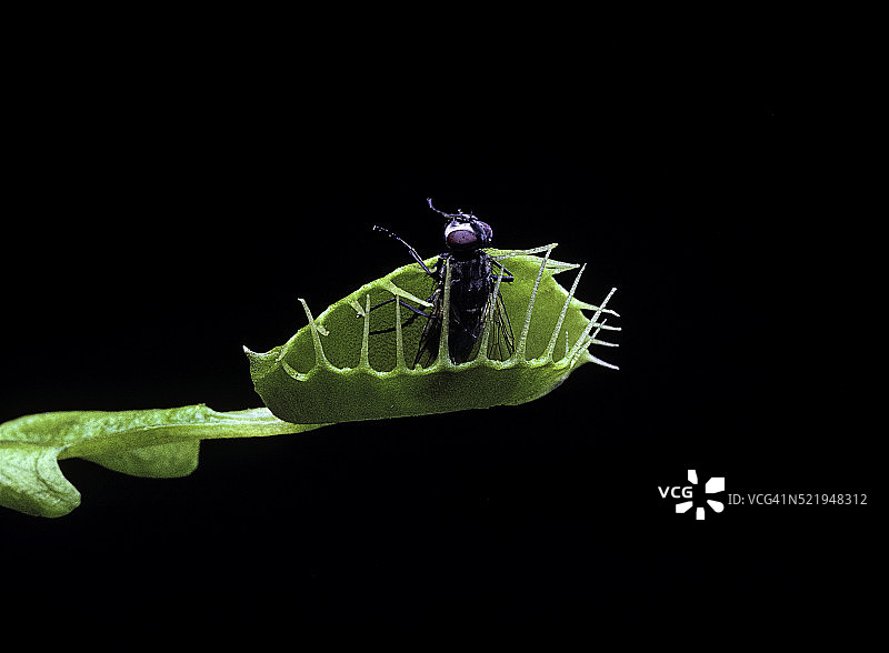 捕蝇草捕食苍蝇图片素材