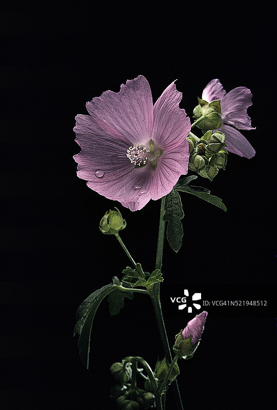 锦葵（芙蓉葵）图片素材