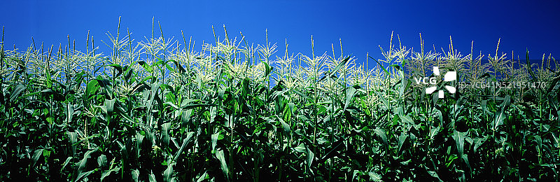 玉米田图片素材