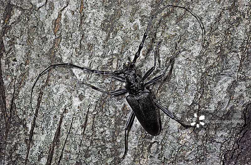 欧洲大锯天牛图片素材