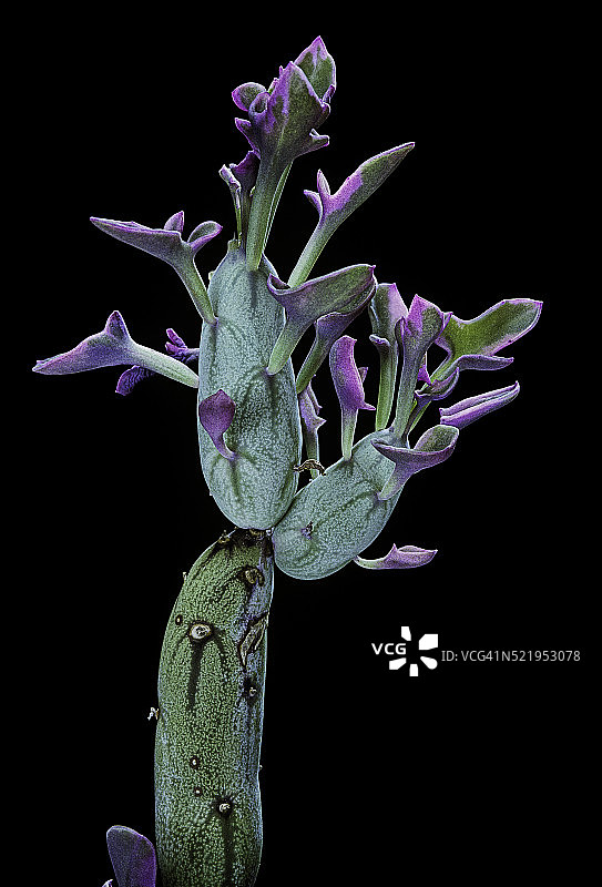 青锁龙属蜡烛植物图片素材