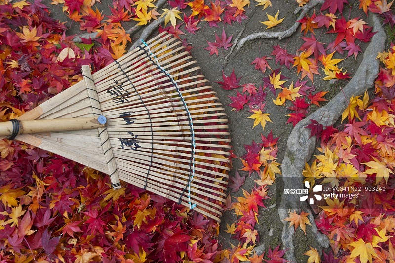 京都诗仙堂庭院秋叶中的竹耙特写（由诗人石川丈山于1641年建造）图片素材