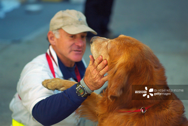 救援人员与金毛寻回犬救援犬“熊”图片素材