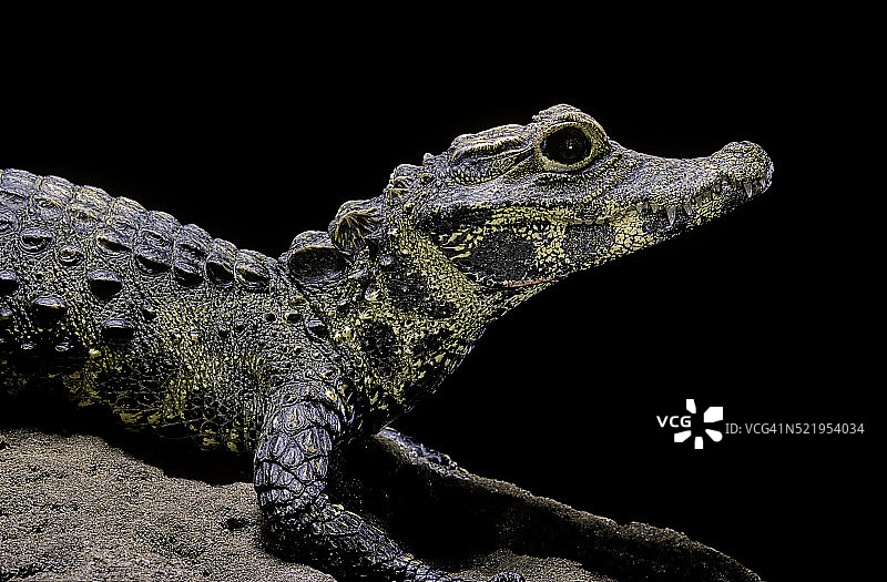 四鳞侏儒鳄图片素材