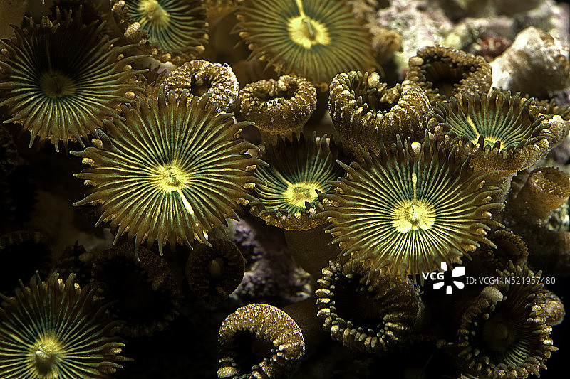 Zoanthus sp. (海葵)图片素材