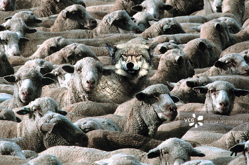 披着羊皮的狼图片素材