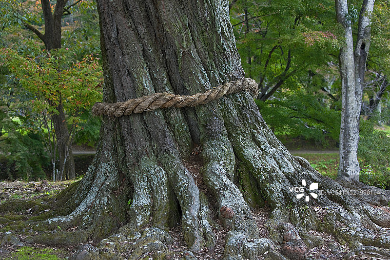 日本京都大觉寺的圣树图片素材