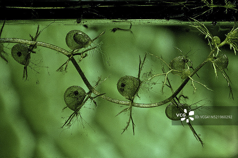 普通狸藻（大膀胱草，普通膀胱草）-捕获的蚊子幼虫（水下）图片素材