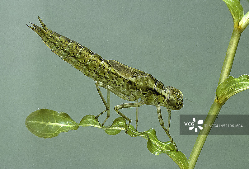 蜻蜓幼虫图片素材
