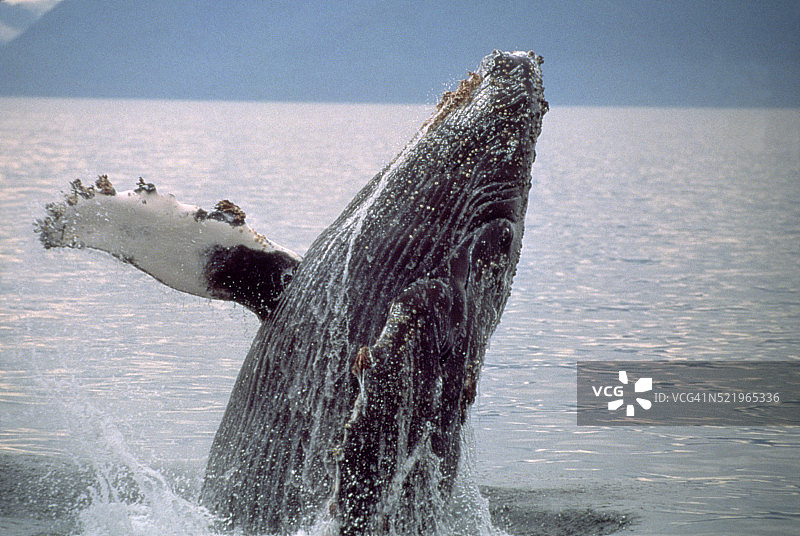 东南阿拉斯加弗雷德里克海峡座头鲸跃出水面图片素材