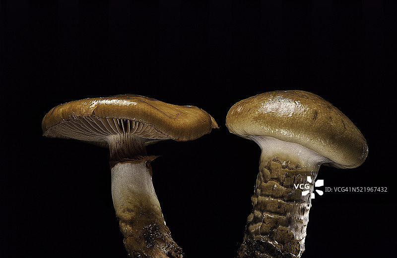 普通红褶菌（束腰丝膜菌）图片素材