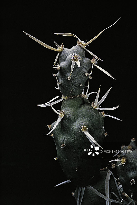 纸刺掌图片素材