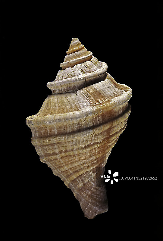 海神螺图片素材