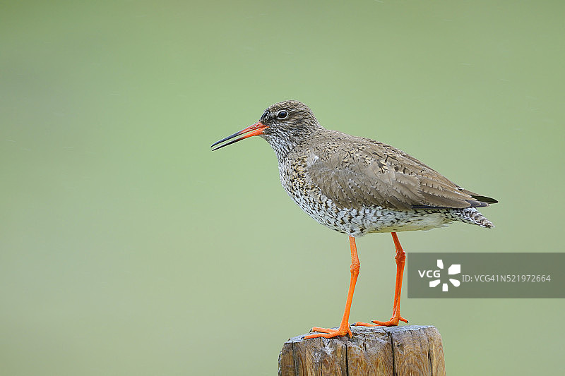雨中围栏上的鹤鹬图片素材