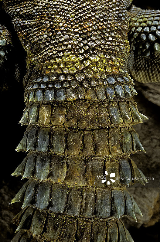 Uromastyx ornata（华丽的蜥蜴）- 尾巴图片素材