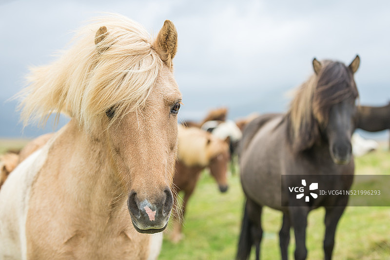冰岛野马特写肖像图片素材
