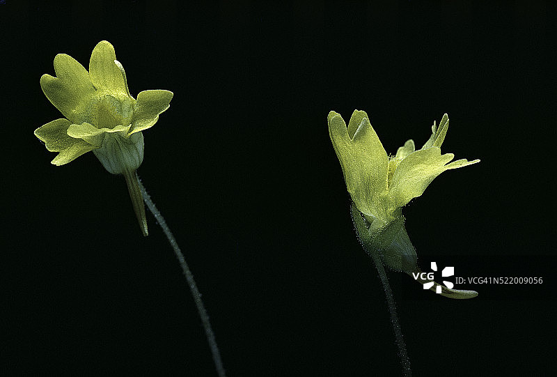 黄色捕虫堇图片素材