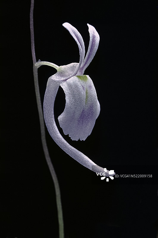 桑德森狸藻花图片素材