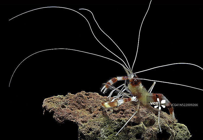 清洁虾图片素材