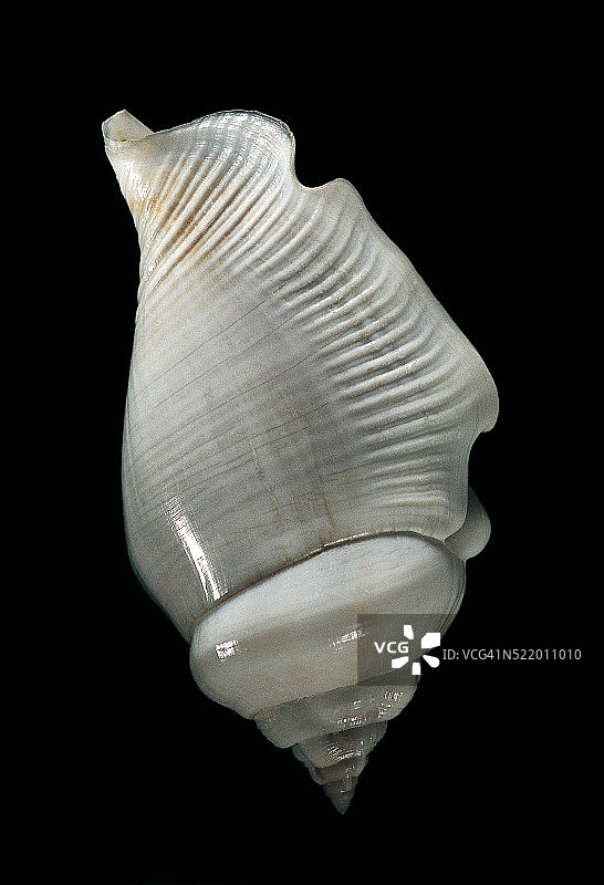 白色截螺图片素材