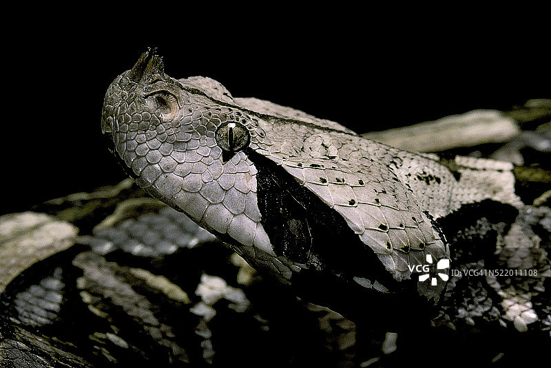 加蓬咝蝰图片素材