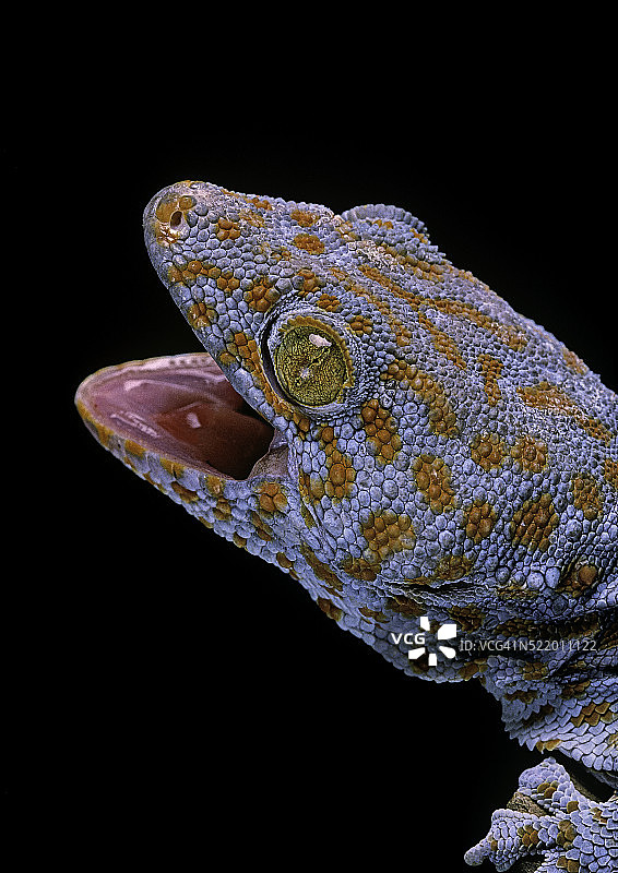 大壁虎图片素材