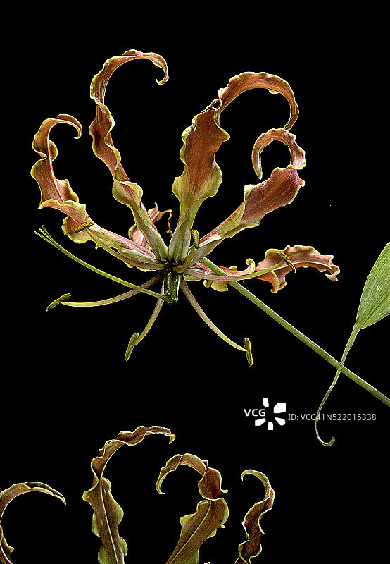 嘉兰百合（火焰百合，蔓生百合，匍匐百合，光荣百合）图片素材