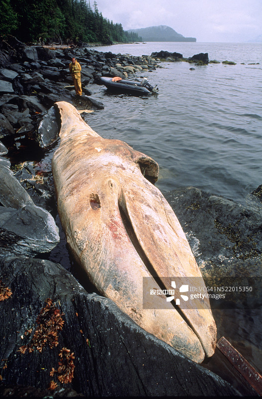 搁浅的鲸鱼图片素材